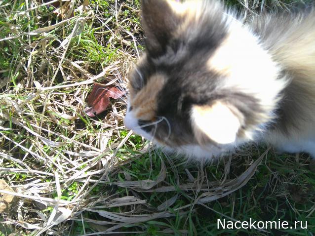 Eva1949 - Дом мечты-души моей воспоминания; 1Abrikoska - Мой гостеприимный дом