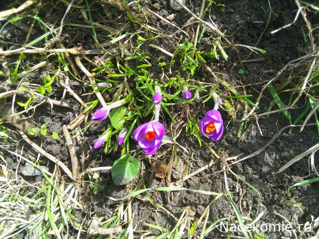 Eva1949 - Дом мечты-души моей воспоминания; 1Abrikoska - Мой гостеприимный дом