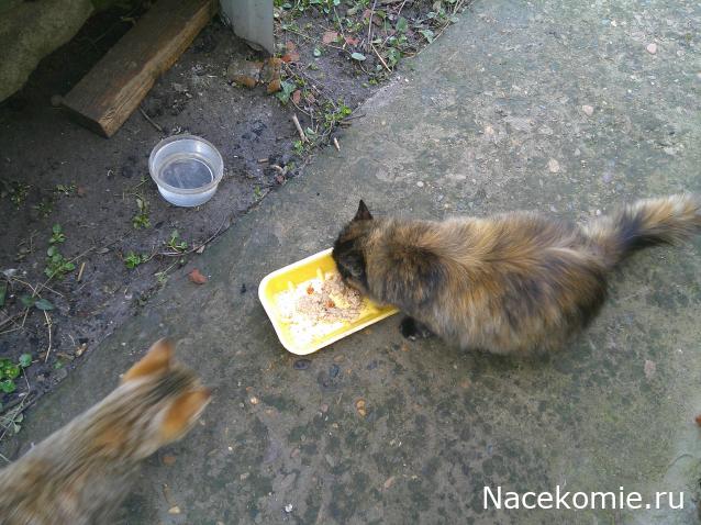 Eva1949 - Дом мечты-души моей воспоминания; 1Abrikoska - Мой гостеприимный дом