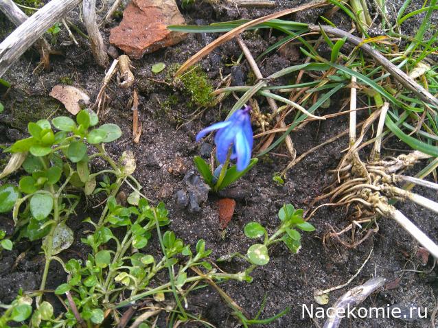 Eva1949 - Дом мечты-души моей воспоминания; 1Abrikoska - Мой гостеприимный дом