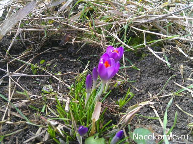 Eva1949 - Дом мечты-души моей воспоминания; 1Abrikoska - Мой гостеприимный дом