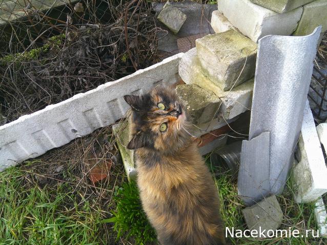 Eva1949 - Дом мечты-души моей воспоминания; 1Abrikoska - Мой гостеприимный дом