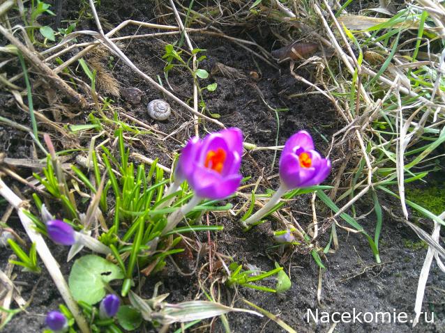 Eva1949 - Дом мечты-души моей воспоминания; 1Abrikoska - Мой гостеприимный дом