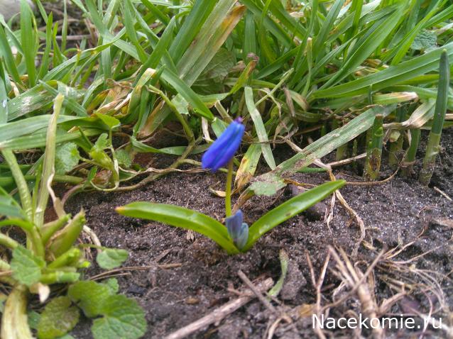 Eva1949 - Дом мечты-души моей воспоминания; 1Abrikoska - Мой гостеприимный дом