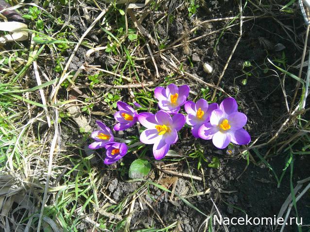 Eva1949 - Дом мечты-души моей воспоминания; 1Abrikoska - Мой гостеприимный дом