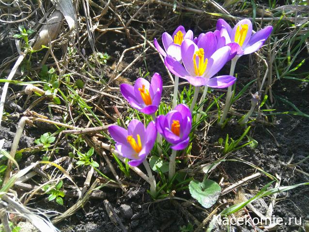 Eva1949 - Дом мечты-души моей воспоминания; 1Abrikoska - Мой гостеприимный дом