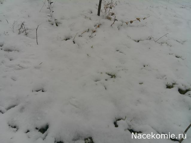 Eva1949 - Дом мечты-души моей воспоминания; 1Abrikoska - Мой гостеприимный дом