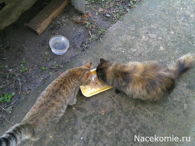 Eva1949 - Дом мечты-души моей воспоминания; 1Abrikoska - Мой гостеприимный дом