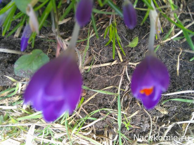 Eva1949 - Дом мечты-души моей воспоминания; 1Abrikoska - Мой гостеприимный дом