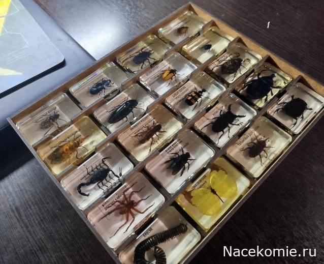 Коллекция zhuki