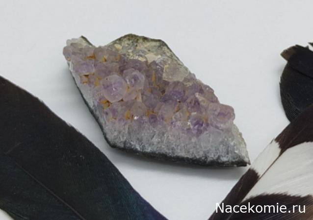 Коллекция zhuki