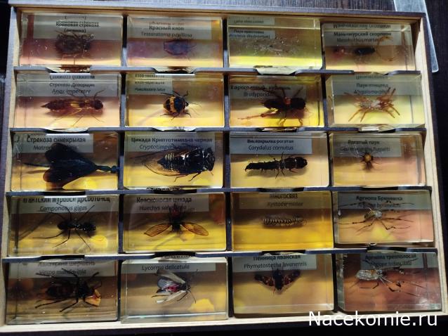 Коллекция zhuki