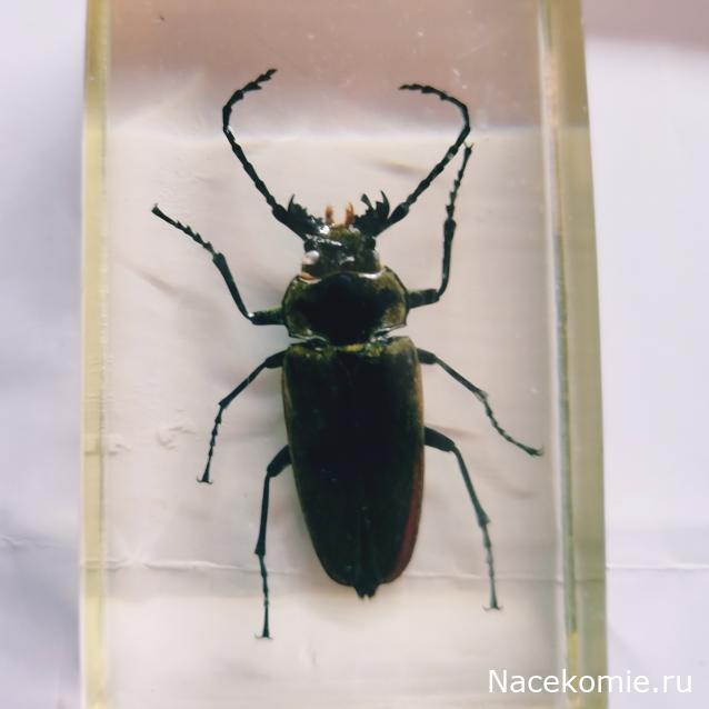 Насекомые & Ко №56 - Триктенотома