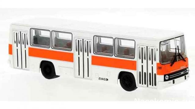 Наши Автобусы №81 - Икарус-260.51