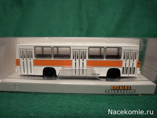 Наши Автобусы №81 - Икарус-260.51