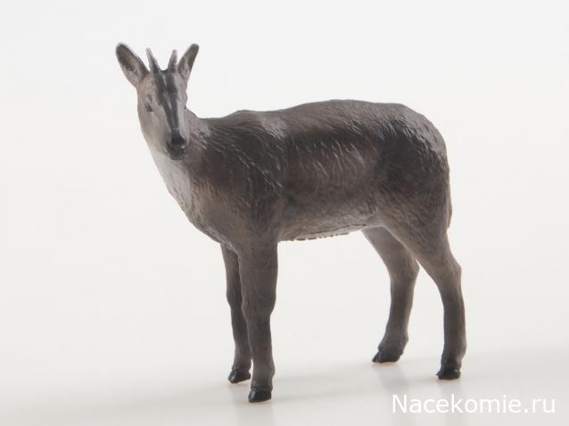 Дикие животные России (MODIMIO)