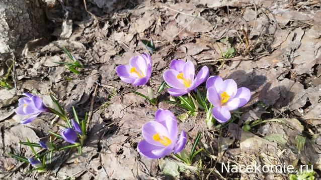 Eva1949 - Дом мечты-души моей воспоминания; 1Abrikoska - Мой гостеприимный дом