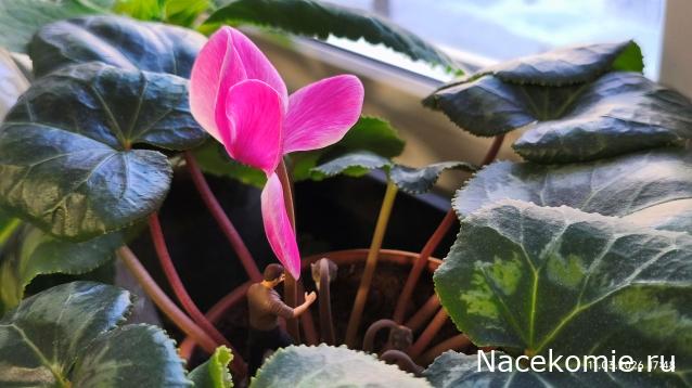 Eva1949 - Дом мечты-души моей воспоминания; 1Abrikoska - Мой гостеприимный дом