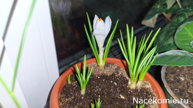 Eva1949 - Дом мечты-души моей воспоминания; 1Abrikoska - Мой гостеприимный дом