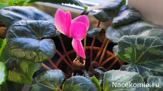 Eva1949 - Дом мечты-души моей воспоминания; 1Abrikoska - Мой гостеприимный дом