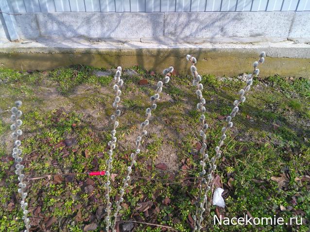 Eva1949 - Дом мечты-души моей воспоминания; 1Abrikoska - Мой гостеприимный дом