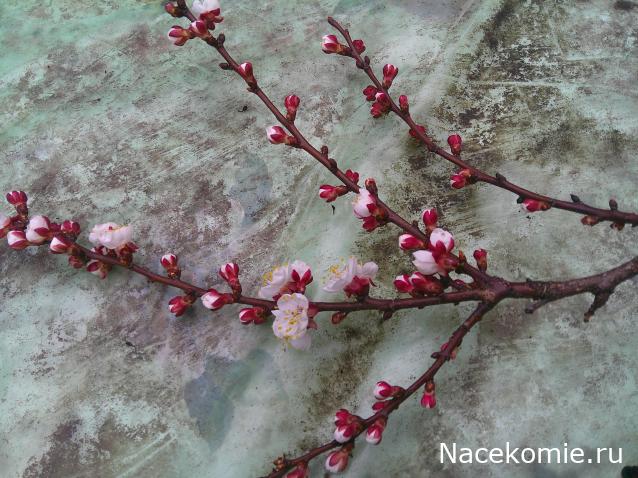 Eva1949 - Дом мечты-души моей воспоминания; 1Abrikoska - Мой гостеприимный дом