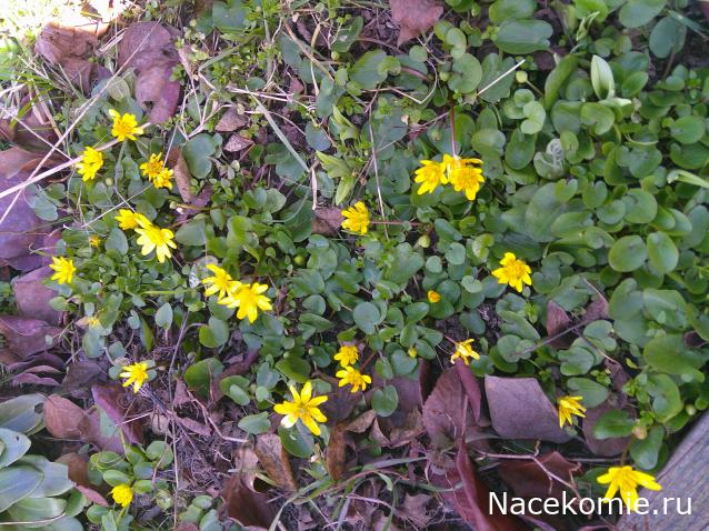 Eva1949 - Дом мечты-души моей воспоминания; 1Abrikoska - Мой гостеприимный дом