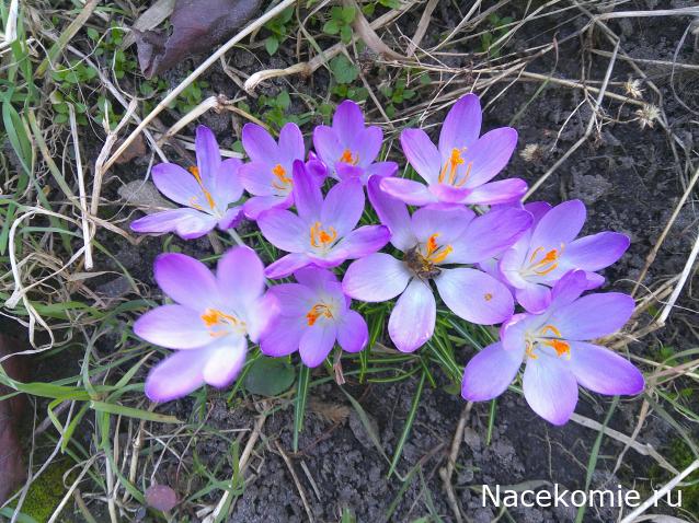 Праздник каждый день - поздравлялка Авторазделов