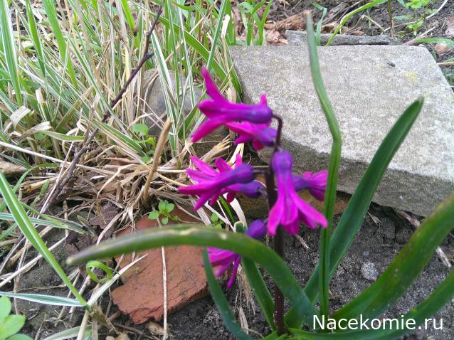 Eva1949 - Дом мечты-души моей воспоминания; 1Abrikoska - Мой гостеприимный дом