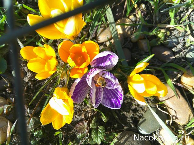 Eva1949 - Дом мечты-души моей воспоминания; 1Abrikoska - Мой гостеприимный дом