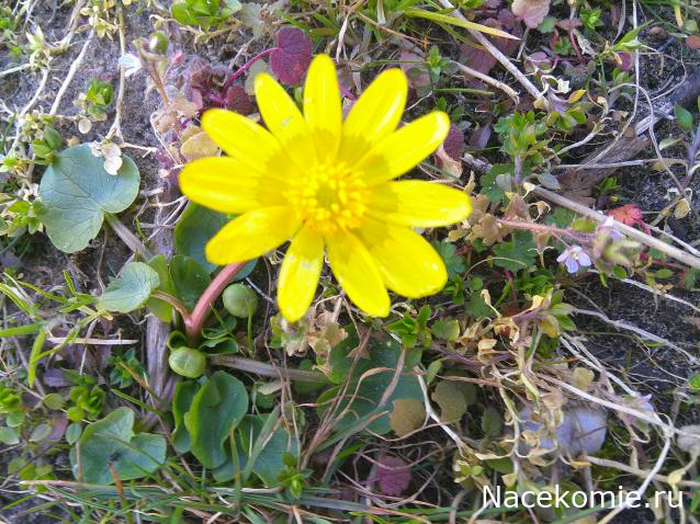 Eva1949 - Дом мечты-души моей воспоминания; 1Abrikoska - Мой гостеприимный дом