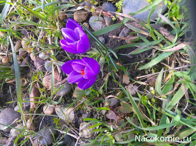 Eva1949 - Дом мечты-души моей воспоминания; 1Abrikoska - Мой гостеприимный дом