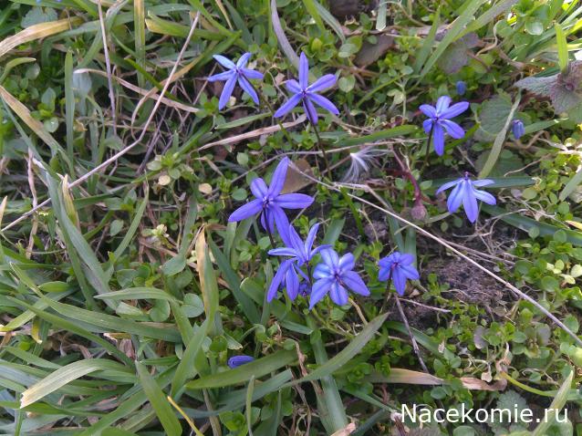 Eva1949 - Дом мечты-души моей воспоминания; 1Abrikoska - Мой гостеприимный дом