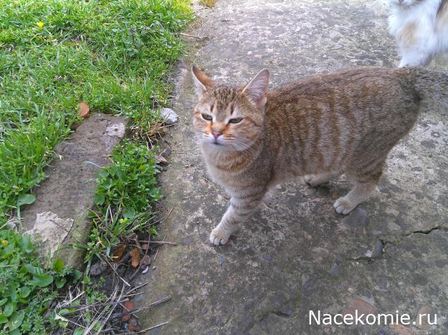 Eva1949 - Дом мечты-души моей воспоминания; 1Abrikoska - Мой гостеприимный дом