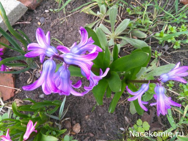 Eva1949 - Дом мечты-души моей воспоминания; 1Abrikoska - Мой гостеприимный дом