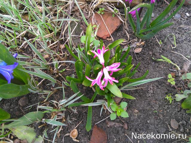 Eva1949 - Дом мечты-души моей воспоминания; 1Abrikoska - Мой гостеприимный дом