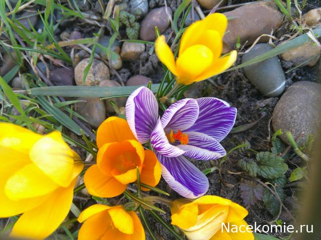 Eva1949 - Дом мечты-души моей воспоминания; 1Abrikoska - Мой гостеприимный дом