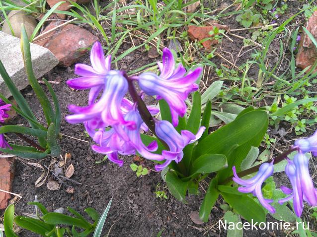 Eva1949 - Дом мечты-души моей воспоминания; 1Abrikoska - Мой гостеприимный дом