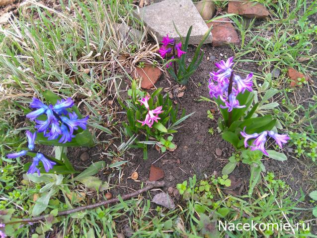 Eva1949 - Дом мечты-души моей воспоминания; 1Abrikoska - Мой гостеприимный дом