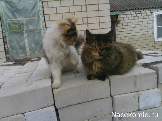 Eva1949 - Дом мечты-души моей воспоминания; 1Abrikoska - Мой гостеприимный дом