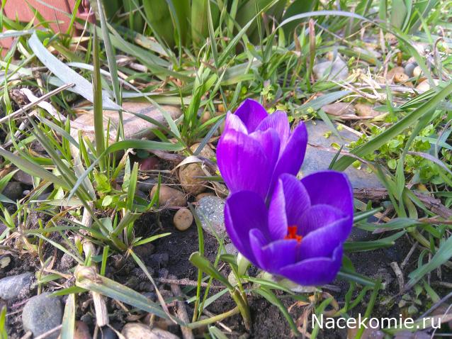 Eva1949 - Дом мечты-души моей воспоминания; 1Abrikoska - Мой гостеприимный дом