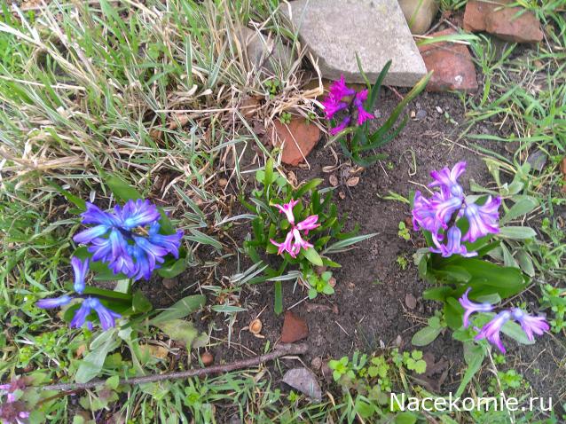 Eva1949 - Дом мечты-души моей воспоминания; 1Abrikoska - Мой гостеприимный дом