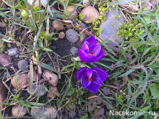 Eva1949 - Дом мечты-души моей воспоминания; 1Abrikoska - Мой гостеприимный дом