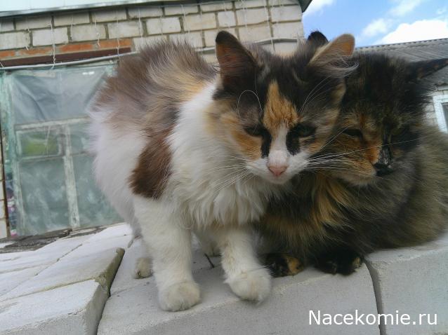 Eva1949 - Дом мечты-души моей воспоминания; 1Abrikoska - Мой гостеприимный дом