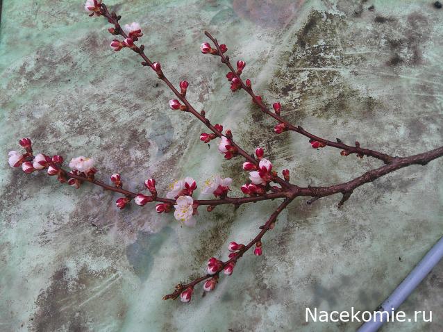 Eva1949 - Дом мечты-души моей воспоминания; 1Abrikoska - Мой гостеприимный дом