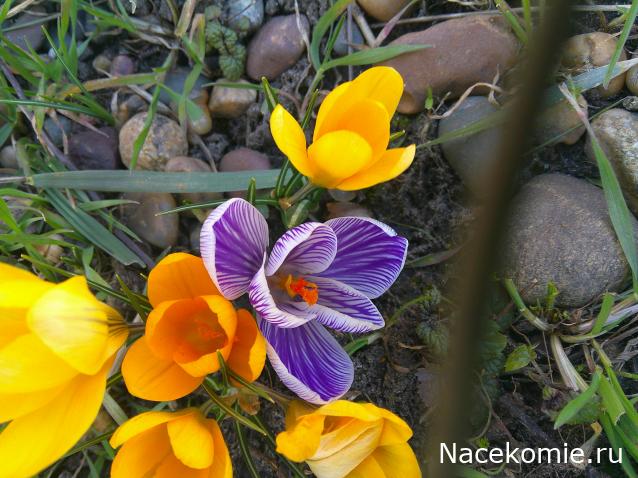 Eva1949 - Дом мечты-души моей воспоминания; 1Abrikoska - Мой гостеприимный дом