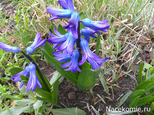 Eva1949 - Дом мечты-души моей воспоминания; 1Abrikoska - Мой гостеприимный дом