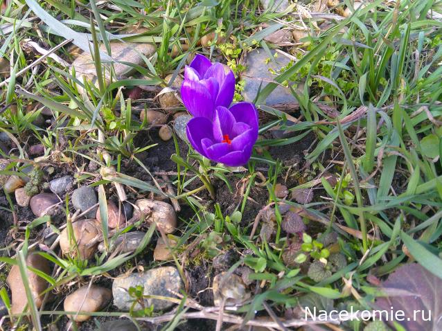 Eva1949 - Дом мечты-души моей воспоминания; 1Abrikoska - Мой гостеприимный дом