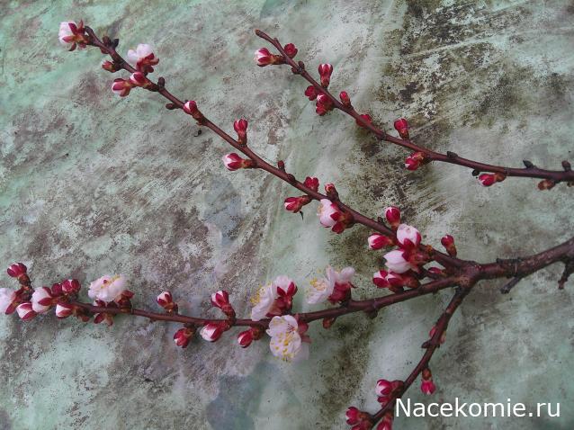 Eva1949 - Дом мечты-души моей воспоминания; 1Abrikoska - Мой гостеприимный дом