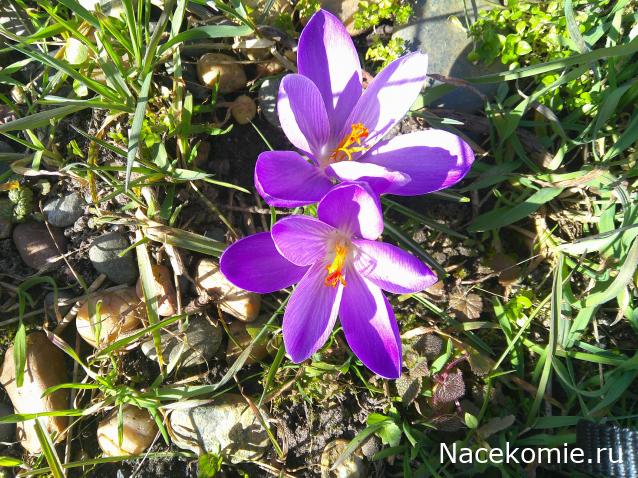 Eva1949 - Дом мечты-души моей воспоминания; 1Abrikoska - Мой гостеприимный дом